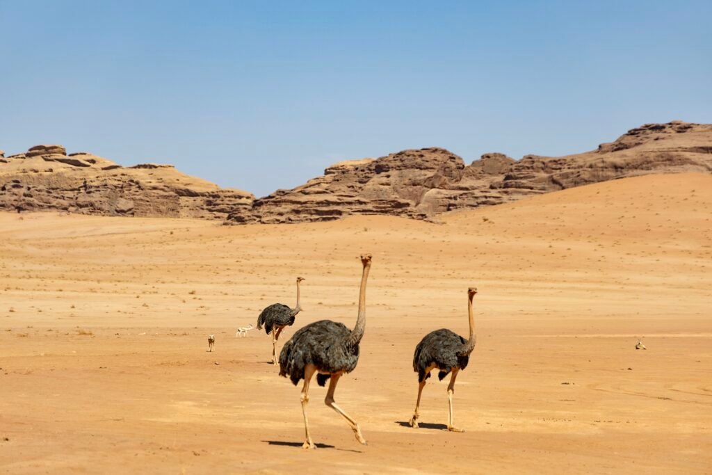 saoedi arabië 2025 11 05 (114)